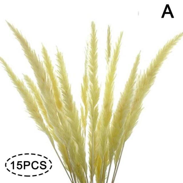 Real Dried Grass Reed Flower Natural Dry Small Bulrush Bouquet Pampas Reeds Home Decoration Wedding Decor Pompass Grass Branches for Vase Artificial Grass Room Décor Wedding Decorations