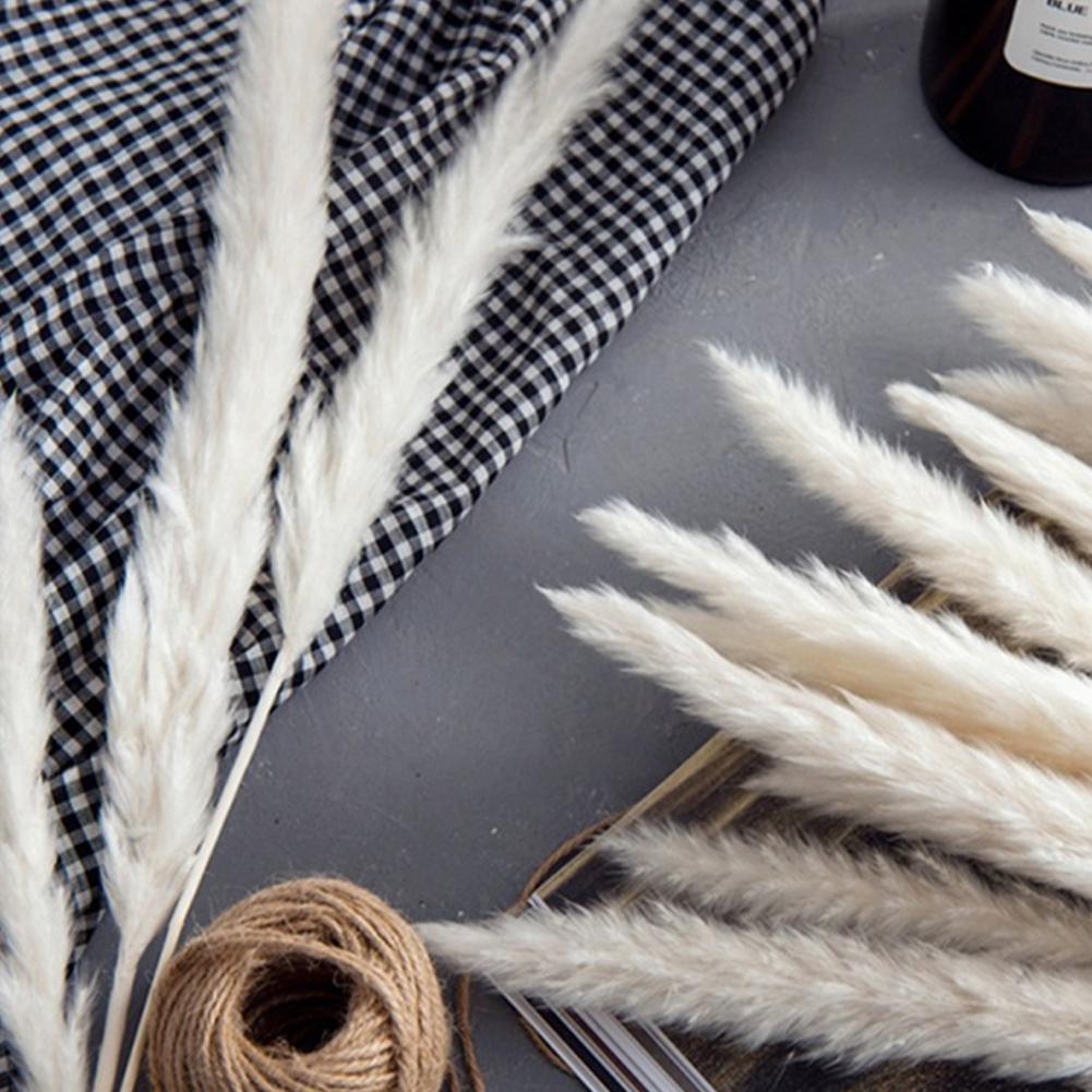 Real Dried Grass Reed Flower Natural Dry Small Bulrush Bouquet Pampas Reeds Home Decoration Wedding Decor Pompass Grass Branches for Vase Artificial Grass Room Décor Wedding Decorations