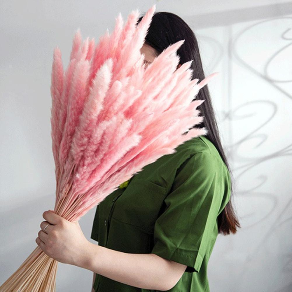 Real Dried Grass Reed Flower Natural Dry Small Bulrush Bouquet Pampas Reeds Home Decoration Wedding Decor Pompass Grass Branches for Vase Artificial Grass Room Décor Wedding Decorations