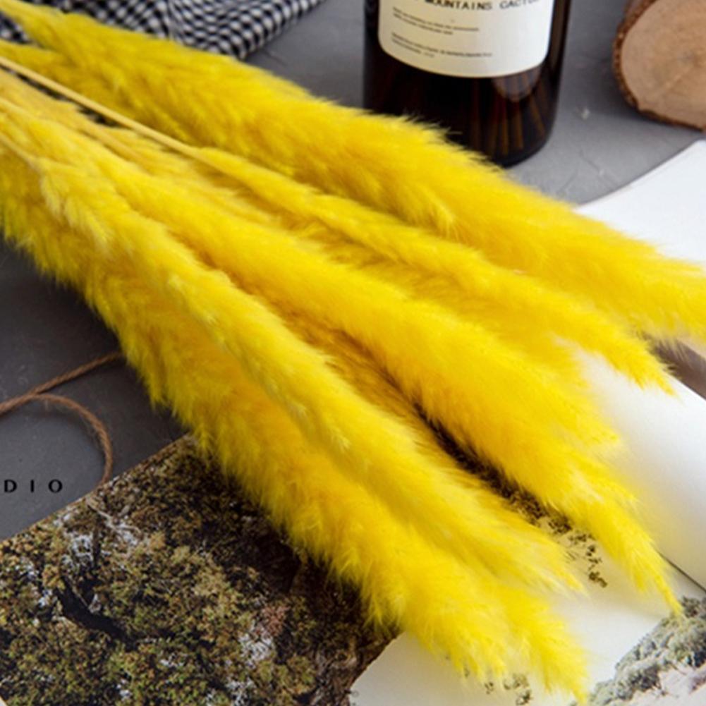 Real Dried Grass Reed Flower Natural Dry Small Bulrush Bouquet Pampas Reeds Home Decoration Wedding Decor Pompass Grass Branches for Vase Artificial Grass Room Décor Wedding Decorations